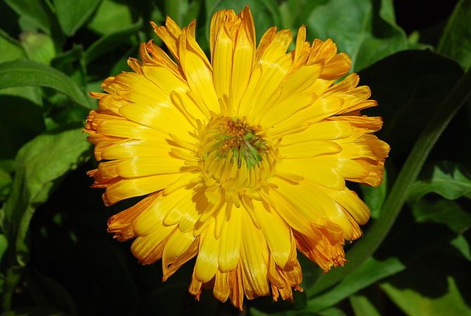 calendula varicoza